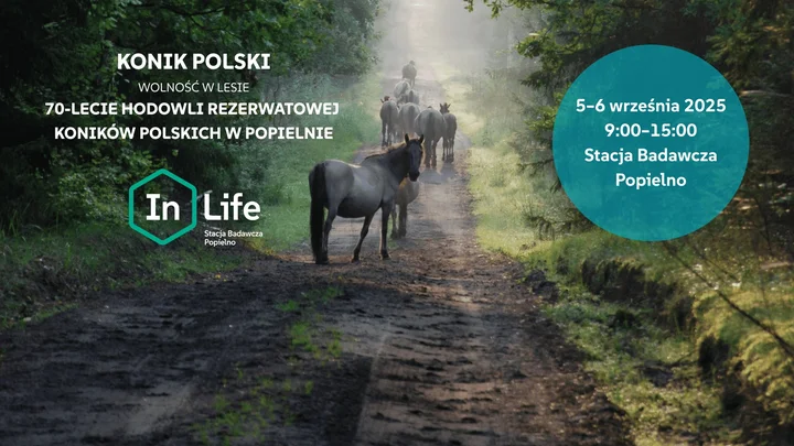 Obrazek przedstawia grafikę promocyjną wydarzenia Obchody 70-lecia hodowli rezerwatowej konika polskiego w Popielnie