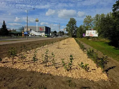 Przed szkołą zniknął beton. Zielone Suwałki zmieniają kolejne miejsca