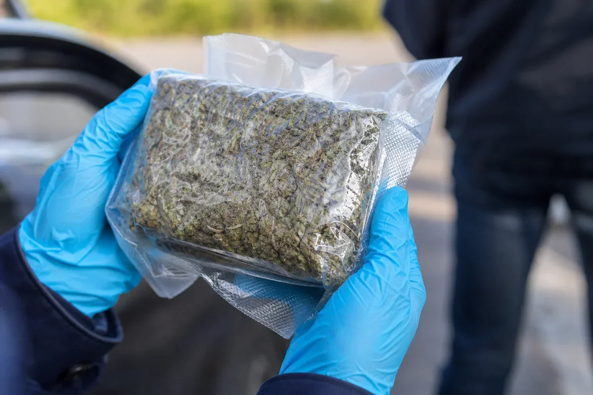 Skrytka w aucie ujawniona pod Budziskiem. Ponad 8 kg marihuany