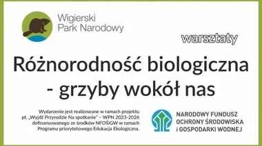 Uczestnicy stworzą papierowe modele grzybów w Starym Folwarku